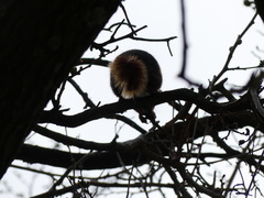 Sciurus anomalus