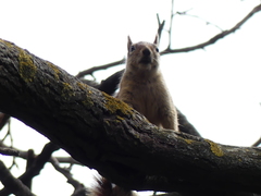 Sciurus anomalus