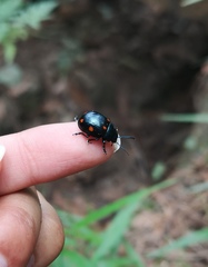 Labidomera suturella