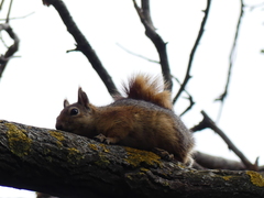 Sciurus anomalus