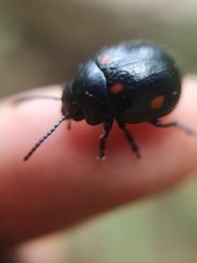 Labidomera suturella