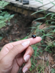 Labidomera suturella