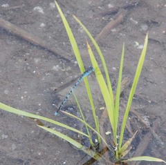 Indolestes peregrinus