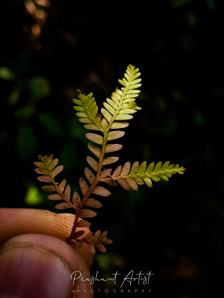 Selaginella tenera