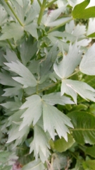 Levisticum officinale