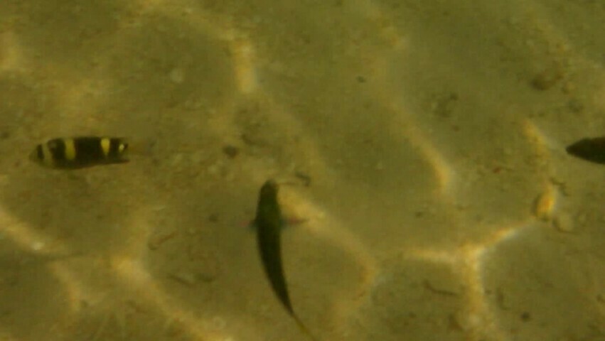 Banded Damsel