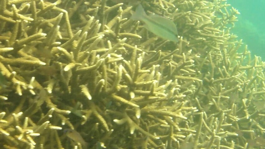 dark-tailed sea perch