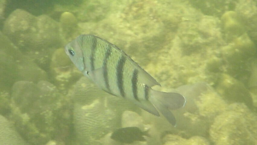 Bengal Sergeant