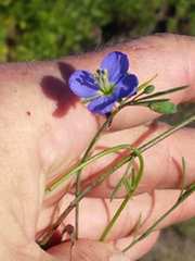 Heliophila linearis linearifolia