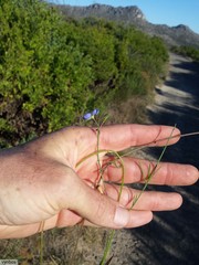 Heliophila linearis linearifolia