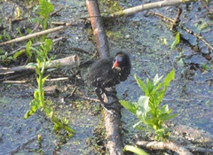 Gallinula chloropus