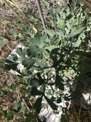Lomatium californicum