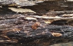 Centruroides suffusus