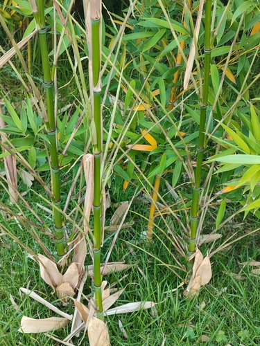Phyllostachys aurea