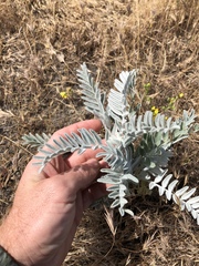 Astragalus oxyphysus