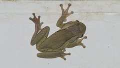 Trachycephalus mesophaeus