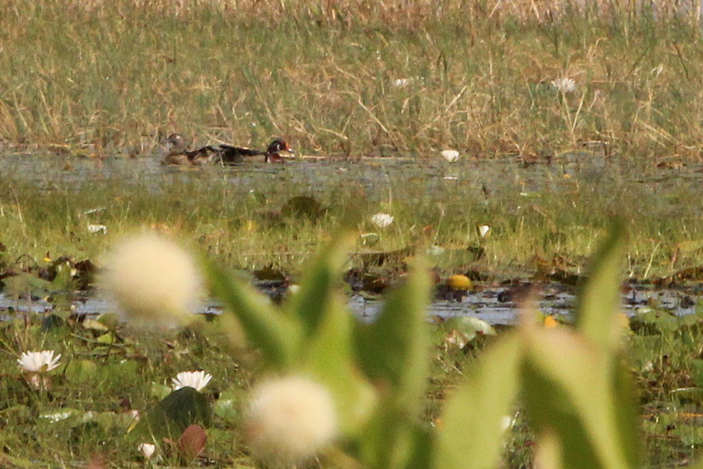 American white waterlily from Whippoorwill Mobile Home Park, Florida