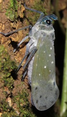 Enchophora pallidipunctata