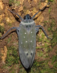 Enchophora pallidipunctata