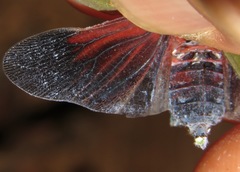 Enchophora pallidipunctata