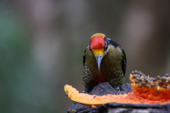 Melanerpes chrysauchen