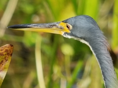 Egretta tricolor image