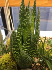 × Gasteraloe