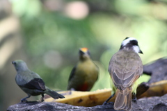 Melanerpes chrysauchen