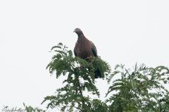 Patagioenas inornata wetmorei