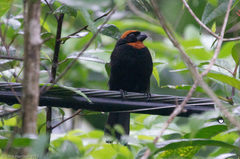 Puerto Rican Bullfinch photo 4