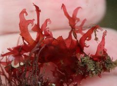 Acrosorium ciliolatum
