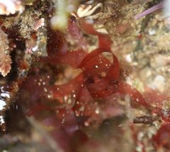 Acrosorium ciliolatum