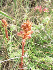 Orobanche minor