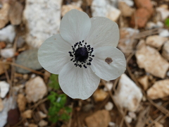 Anemone coronaria