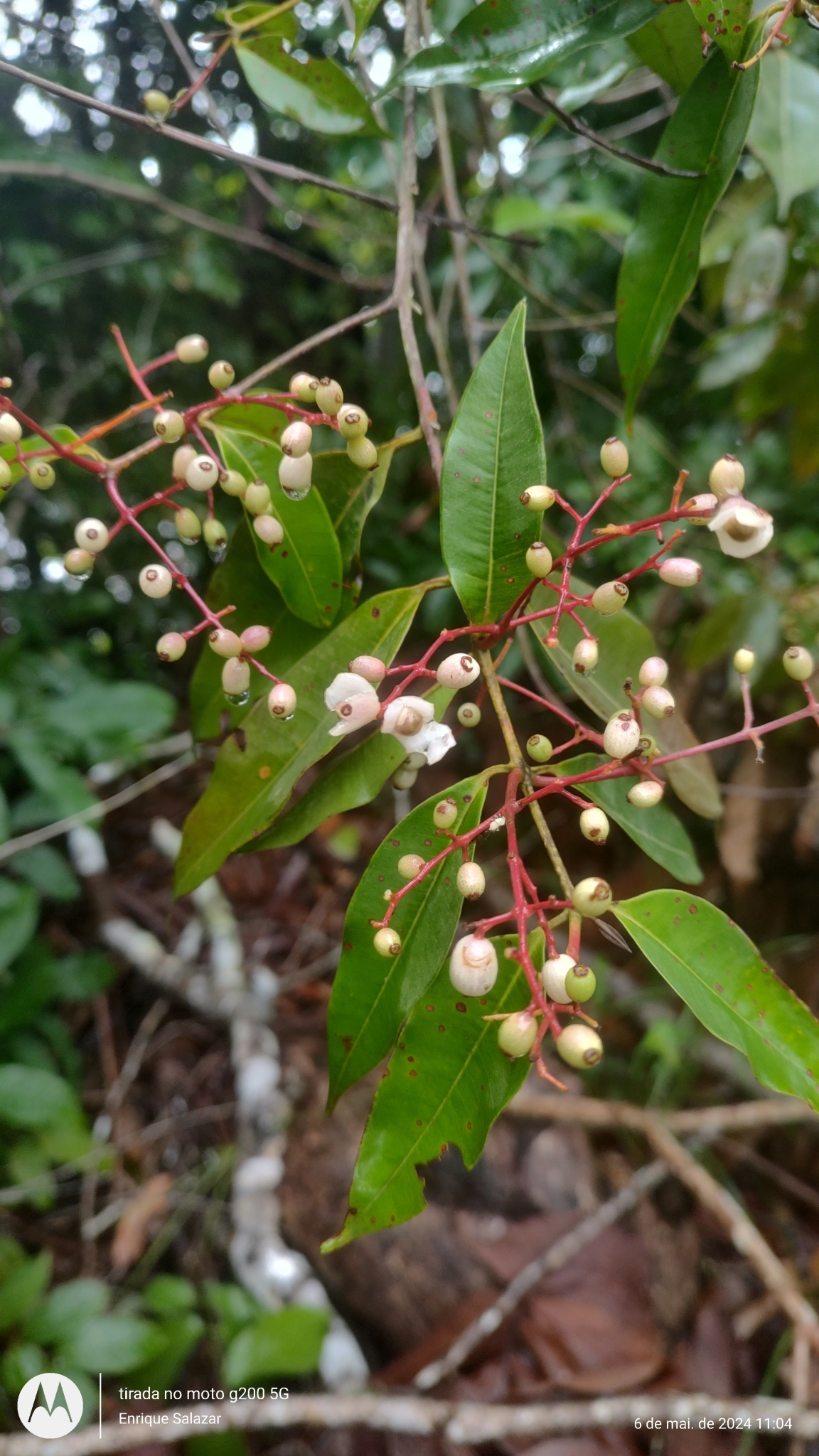 Myrcia splendens