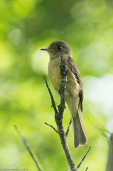 Contopus latirostris blancoi