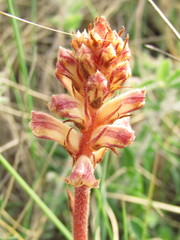 Orobanche minor