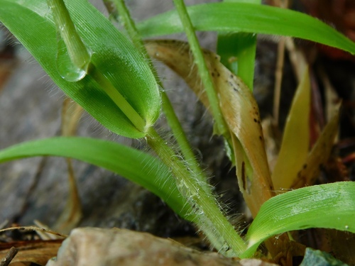 Image of Dichanthelium laxiflorum by (c) Michael J. Papay, some rights reserved (CC BY)