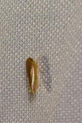 Acinopterus acuminatus