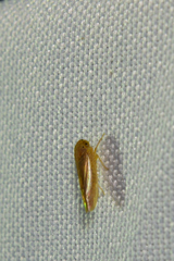 Acinopterus acuminatus