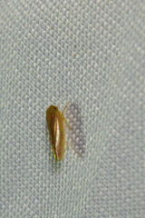Acinopterus acuminatus