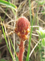 Orobanche minor