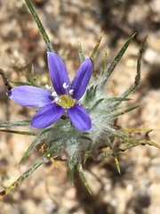 Eriastrum virgatum