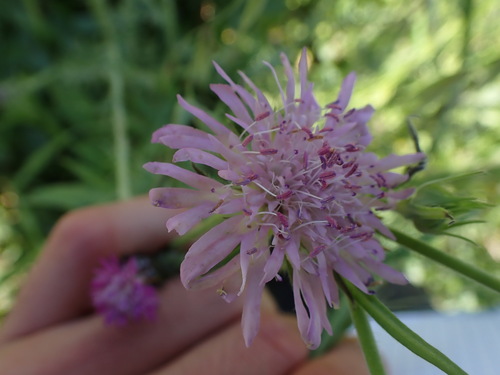 Image of Knautia integrifolia by (c) Franck Cabot, some rights reserved (CC BY)