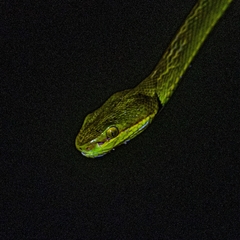 Salazar's Pit Viper photo 2