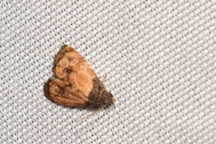 Tripudia goyanensis