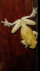 Trachycephalus mesophaeus