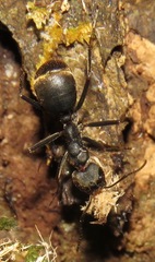 Dolichoderus lugens