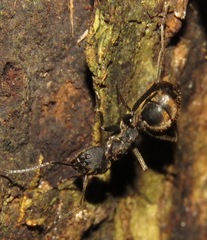 Dolichoderus lugens