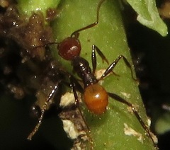 Pheidole xanthogaster